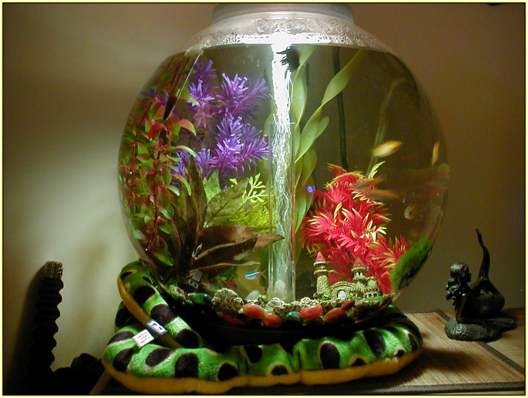 Cool Small Fish Tanks
