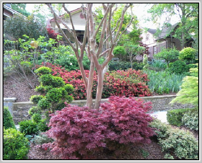 Dwarf Trees For Landscaping