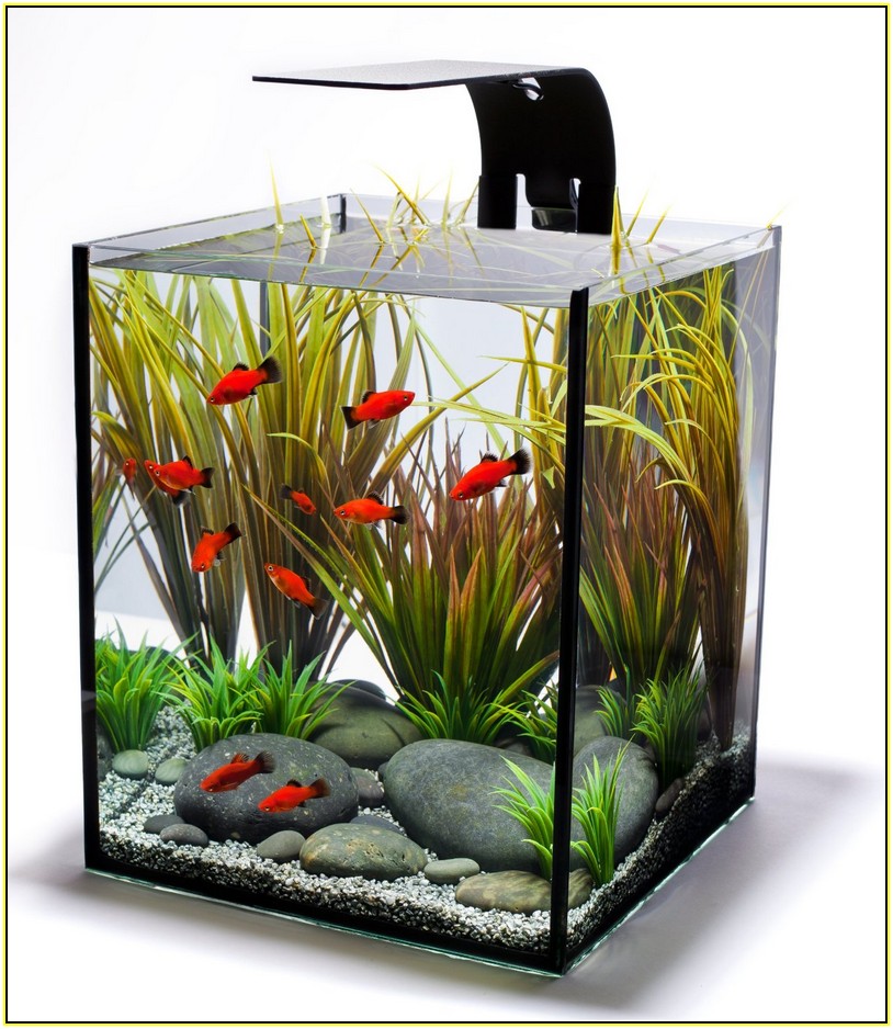 Modern Fish Tanks