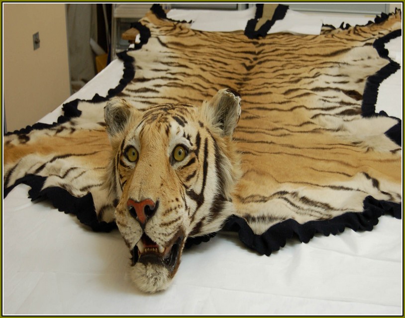 Tiger Skin Rug With Full Head