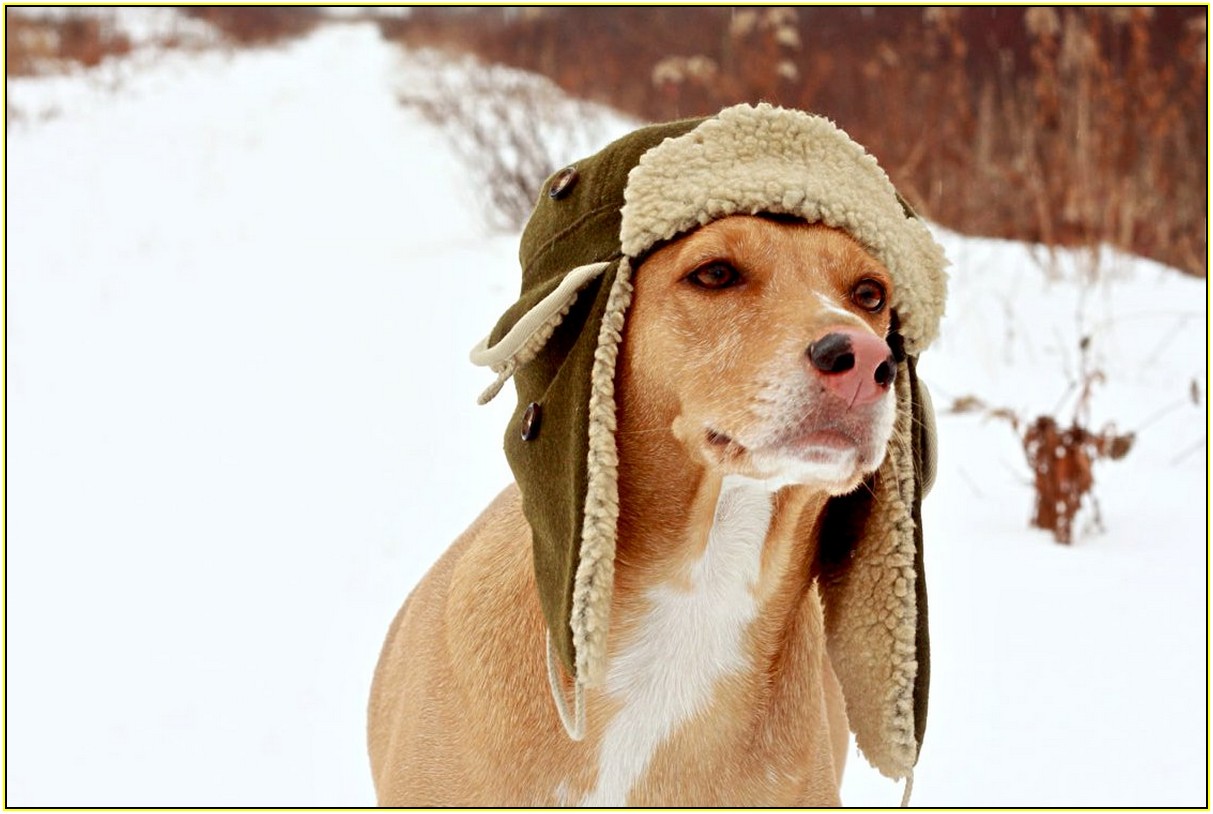 Winter Hats For Dogs