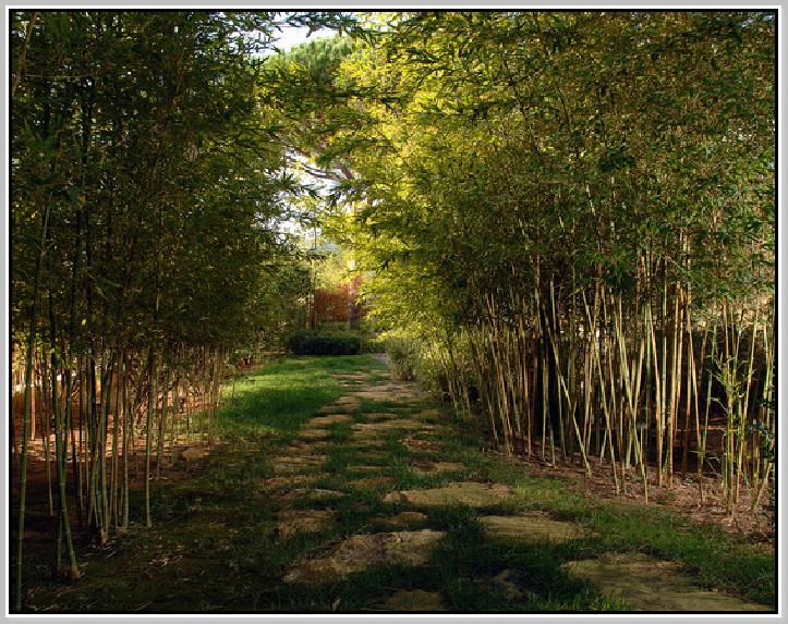 Bamboo Patio Shades