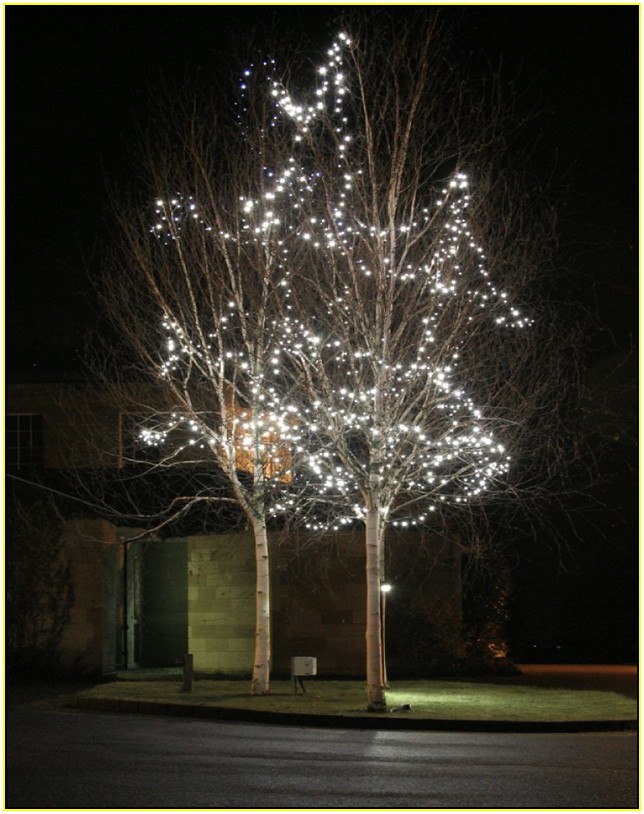 Outdoor Fairy Lights For Trees