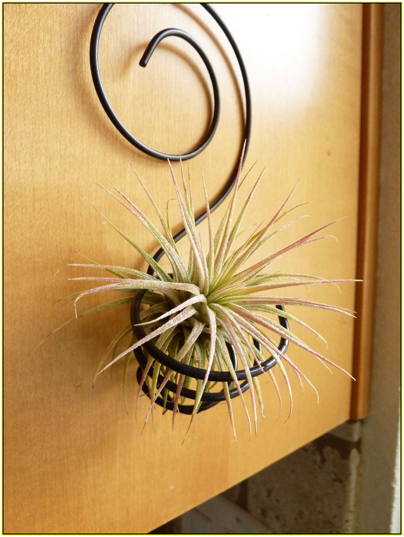 Wall Plant Holders