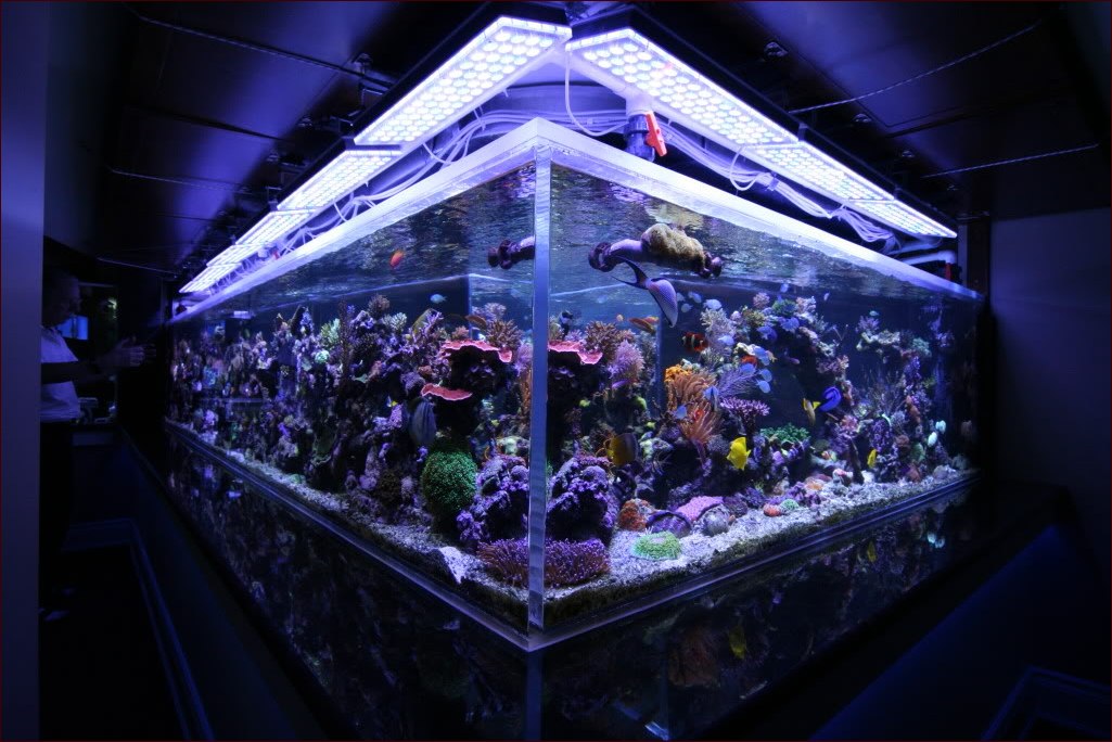 Aquarium Led Lighting Effects
