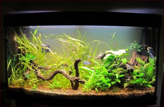 Aquarium Led Lighting For Plants