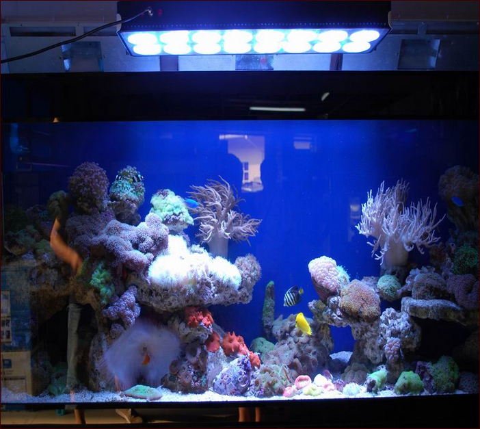 Cheap Led Lights For Aquarium