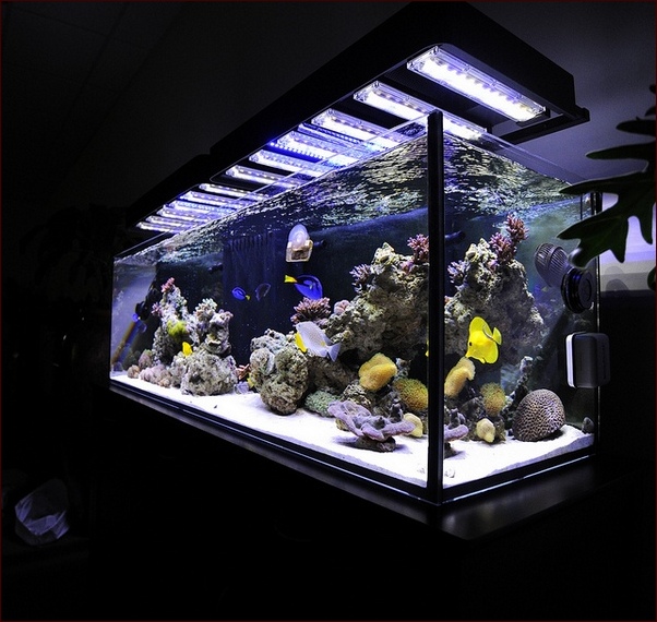 Led Aquarium Lighting Reef