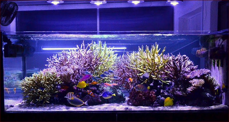 Planted Aquarium Led Lighting